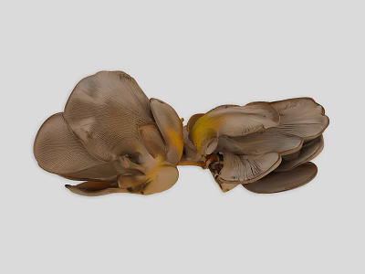 Fresh Oyster Mushrooms on Grey Background for Healthy Culinary Use 3d model