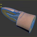 Anatomical Cross Section Model Displaying Layered Tissue With Pink Outer Yellow Inner And White Sections