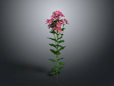 Pink Flowering Plant With Green Leaves Vibrant Petals And Gray Background 3d model