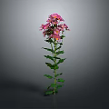Pink Flowering Plant With Green Leaves Vibrant Petals And Gray Background