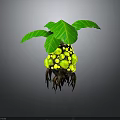 Exotic Green Plant With Large Leaves Yellow Round Fruits And Brown Roots