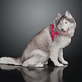 Husky Wearing Red Harness Sitting On Black Smooth Surface With Dark Background 3d model
