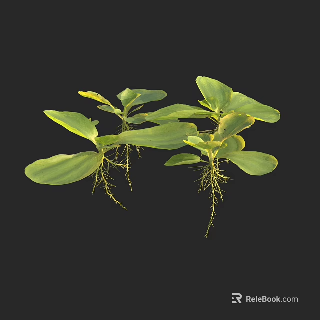 Fresh Green Plants With Broad Leaves And Visible Roots On Black Background 3d model 