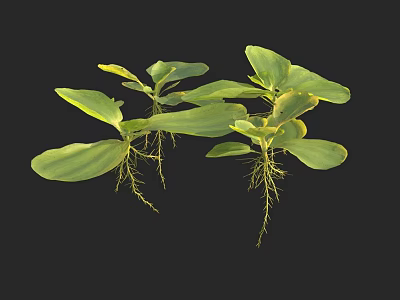 Fresh Green Plants With Broad Leaves And Visible Roots On Black Background 3d model