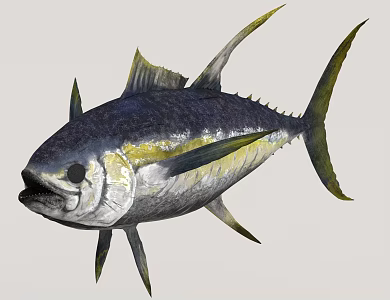 Seafood Tuna 3d model