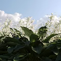 Lush Green Leaves And White Flowers Against Blue Sky With White Clouds