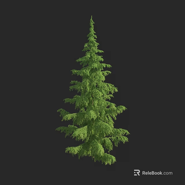 Tall Evergreen Arbor With Lush Green Foliage And Dense Branches 3d model 