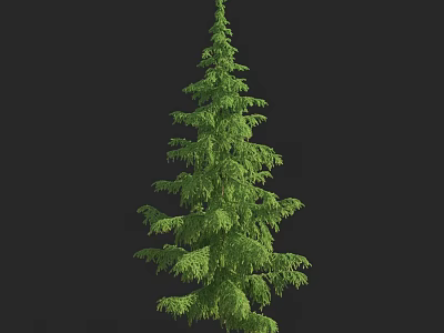 Tall Evergreen Arbor With Lush Green Foliage And Dense Branches 3d model