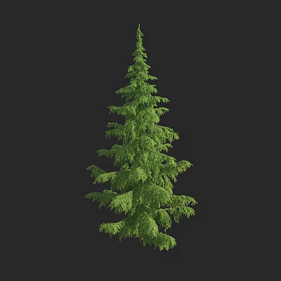 Tall Evergreen Arbor With Lush Green Foliage And Dense Branches 3d model