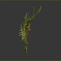 Feathery Green Leaf Plant with Small Red Berries on Brown Stem 3d model