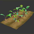 Fresh Green Vegetable Plants With Red Fruits Growing In Brown Soil