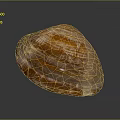 Shiny Orange And Brown Striped Clam Shell From Aquatic Animal On Dark Background