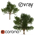 Tree Pit Design With Lush Green Trees And Natural Outdoor Elements