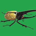 Giant Beetle With Large Horn And Yellow Black Body On Green Background
