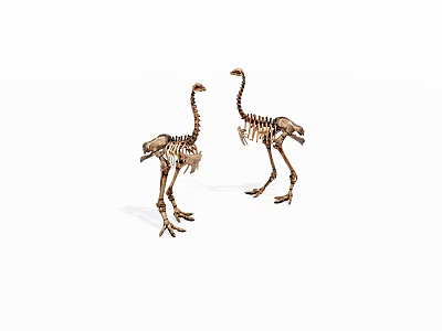 Two Ostrich Skeletons Standing Side By Side On White Background 3d model