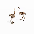 Two Ostrich Skeletons Standing Side By Side On White Background