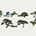 Various Shaped Ornamental Trees With Green Foliage And Unique Forms
