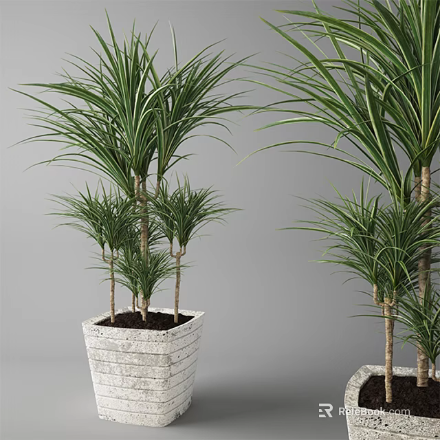 Lush Green Bonsai Potted Plants With Long Slender Leaves In White Textured Pots 3d model 