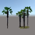 Tall Palm Trees With Textured Trunks And Lush Green Fronds Outdoor View