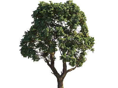 Lush Green Arbor With Dense Foliage And Strong Brown Trunk 3d model