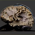 Color Coded 3D Anatomical Organ Model with Detailed Internal Structure for Medical Training