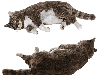 Reptile Lizard Resting In Supine And Lateral Positions On White Surface 3d model