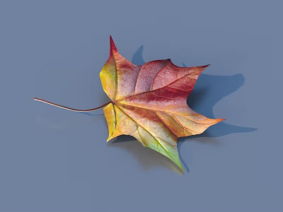 Vibrant Autumn Maple Leaf With Red Yellow Green Tones On Gray Background 3d model