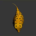 Yellow Puffer Fish With Black Spots On Shiny Surface Showing Reflection