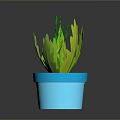 Colorful Potted Plants with Different Leaf Types in Bright Colored Pots on Dark Surface
