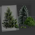 Diverse Green Plants Including Tall Pine Trees and Small Lush Foliage of Various Sizes