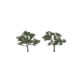 Two Arbor Trees with Green Leaves and Brown Trunks on White Background 3d model