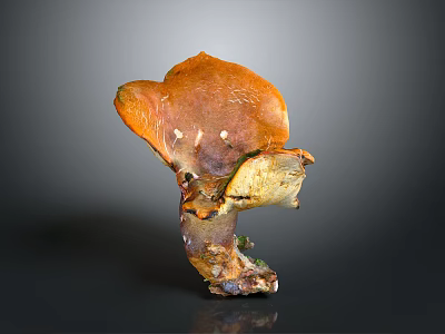Unique Shaped Orange Brown Mushroom With Natural Texture On Gray Background 3d model