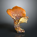 Unique Shaped Orange Brown Mushroom With Natural Texture On Gray Background