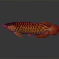 Red and Gold Arowana Fish With Shiny Scales And Reflective Surface