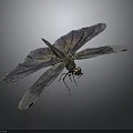 Detailed View Of Dragonfly With Iridescent Purple Blue Wings On Dark Background
