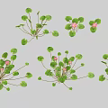 Lush Floral Arrangement in Vase with Green Round Leaves and Pink Small Flowers