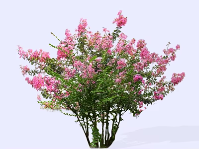 Lush Tree With Pink Flowers Dense Blooms And Green Branches On Light Background 3d model