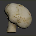 Fresh White Mushroom with Brown Spots Close Up View on Gray Background