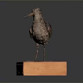 Taxidermy Bird Specimen Standing on Wooden Base With Labeled Plaque