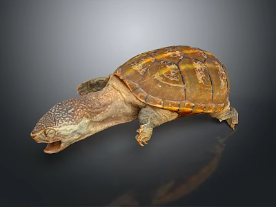 Turtle With Spotted Head Open Mouth And Brown Yellow Patterned Shell On Dark Background Reflection 3d model