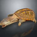 Turtle With Spotted Head Open Mouth And Brown Yellow Patterned Shell On Dark Background Reflection