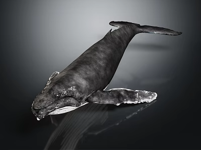 Realistic Gray Whale With Detailed Body Structure Fins And Tail In Water 3d model