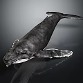 Realistic Gray Whale With Detailed Body Structure Fins And Tail In Water
