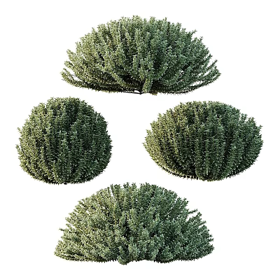 Four Round Shaped Green Shrub Balls For Garden Decoration And Landscaping 3d model