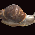 Reptile Snail Featuring Brown Shell And White Body On Black Background