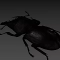 Black Stag Beetle With Large Mandibles On Blue Background Close Up View