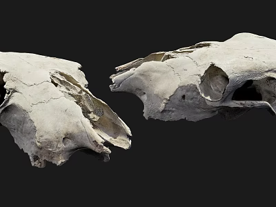 Two White Medical Teaching Skull Models as Educational Equipment on Black Background 3d model