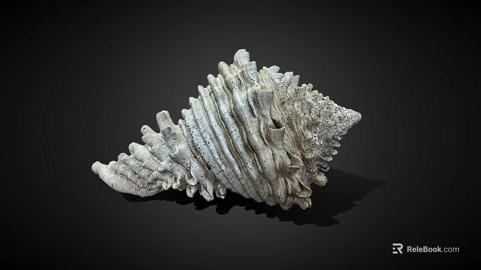 White Spiral Shell With Intricate Textured Surface Against Black Background Natural Decorative Object 3d model 
