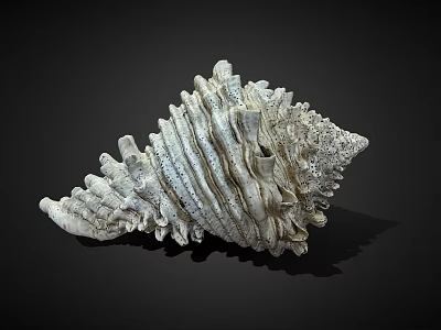White Spiral Shell With Intricate Textured Surface Against Black Background Natural Decorative Object 3d model