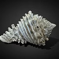 White Spiral Shell With Intricate Textured Surface Against Black Background Natural Decorative Object 3d model